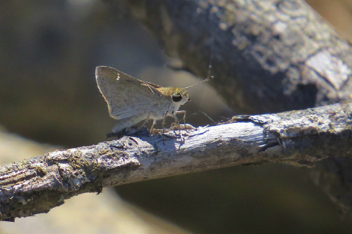 Eufala Skipper